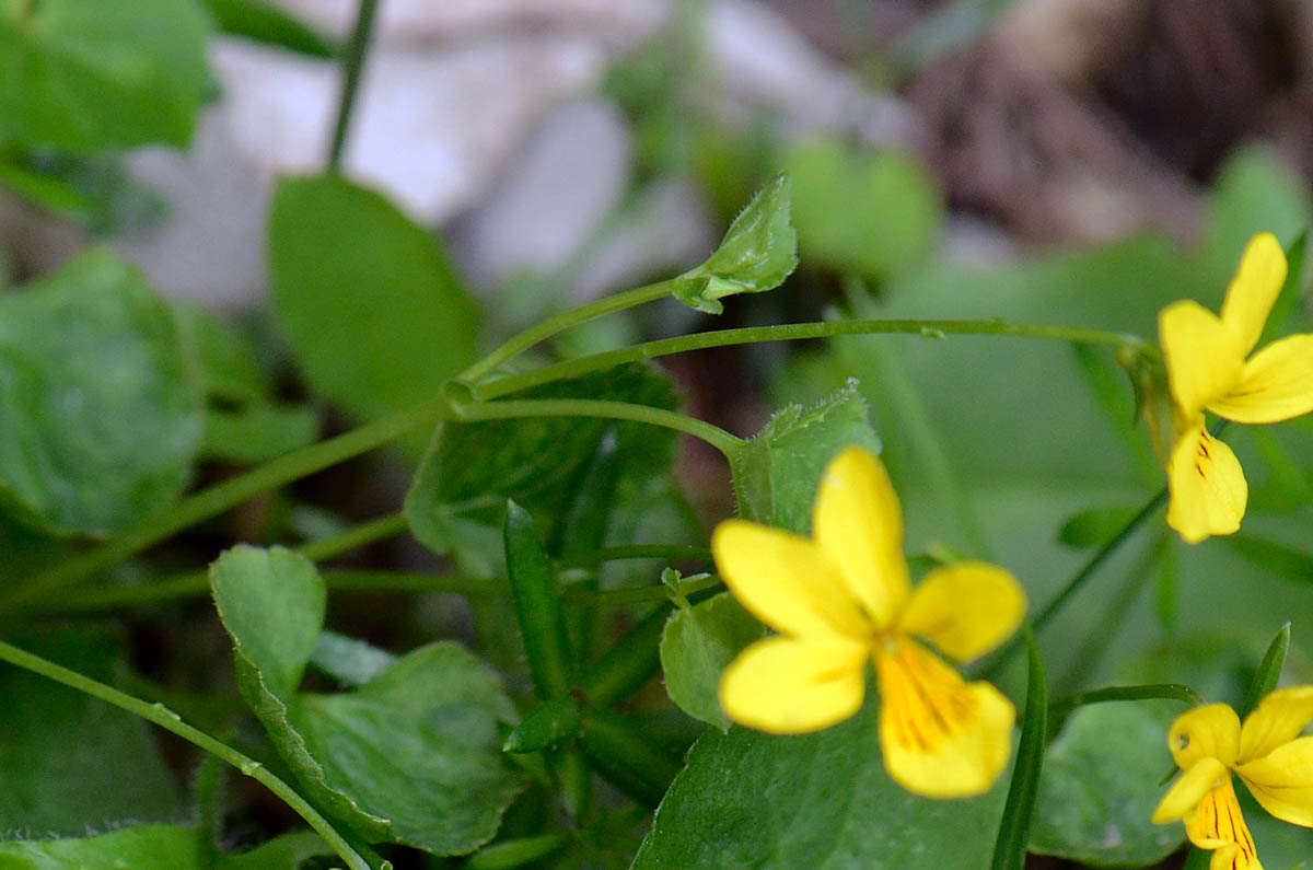 Viola biflora / Viola gialla